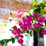 Villa Serenity Luxury Villa, Skiathos Agia Paraskevi (Skiathos)